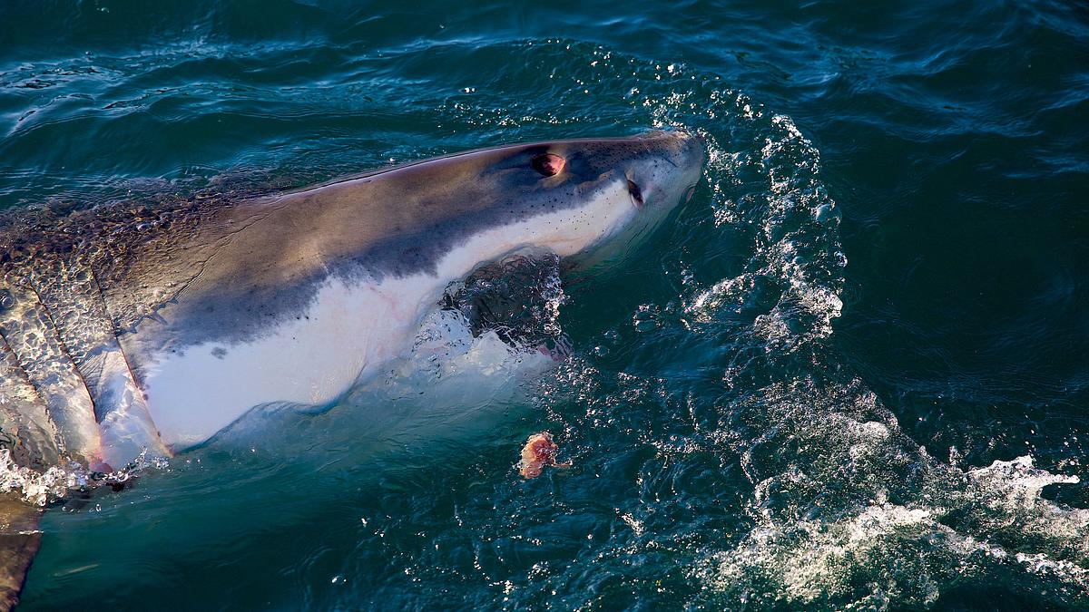 killer of the great white