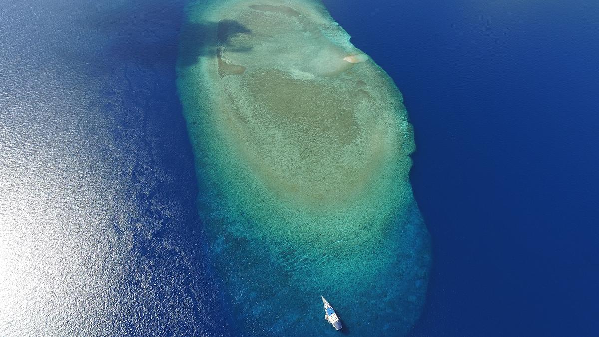 wilde philippinen