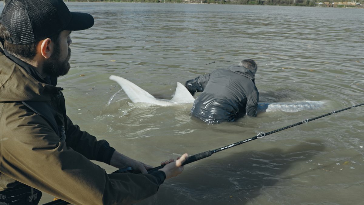 giganten unter wasser - riesenfischen auf der spur