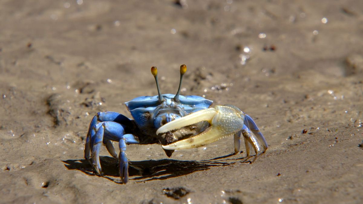 die sprache der tiere