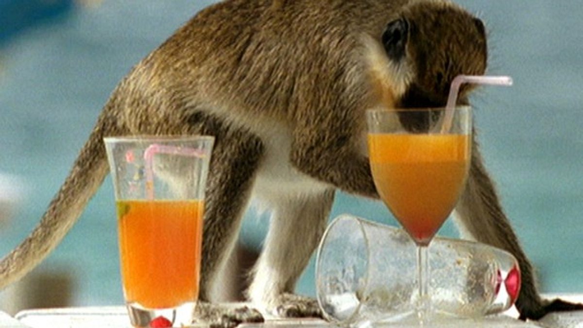 tierische freaks