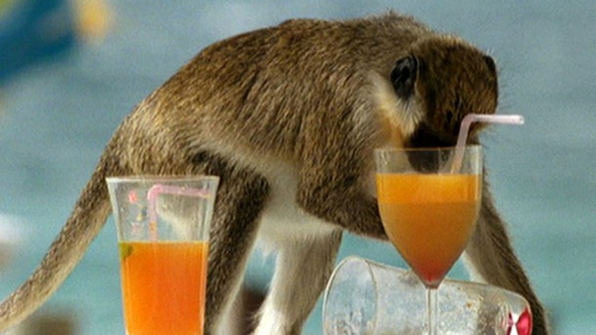 tierische freaks