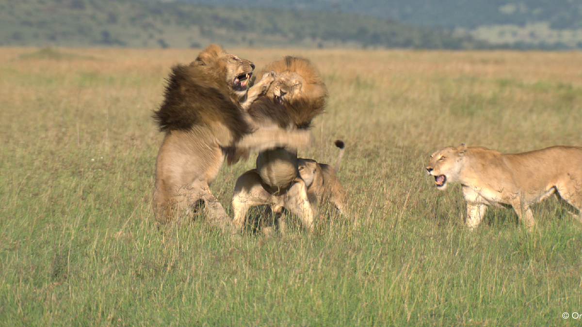 tierbabys in afrika