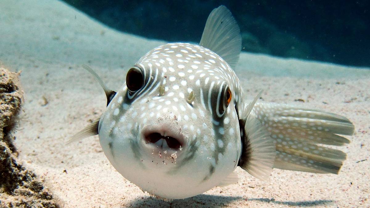 tierische freaks der ozeane