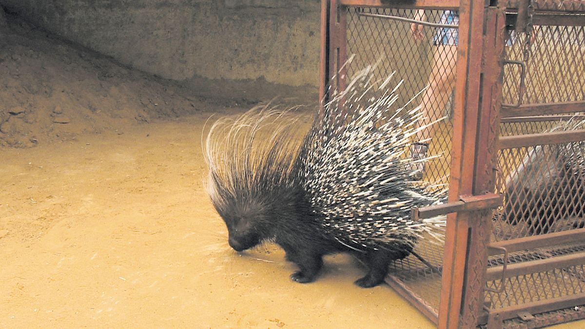 das waisenhaus für wilde tiere - abenteuer afrika