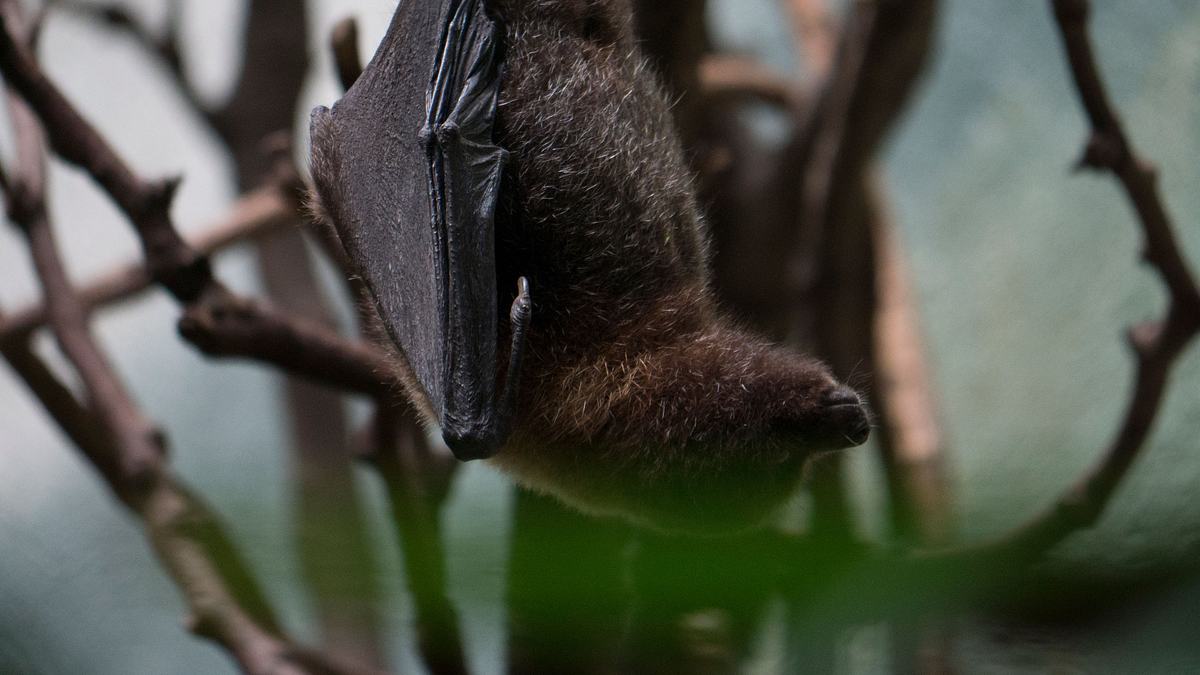 bronx zoo - tierpark der superlative
