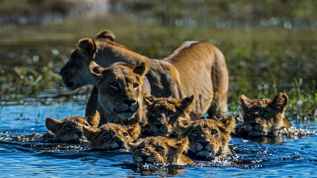 okawango - fluss der träume