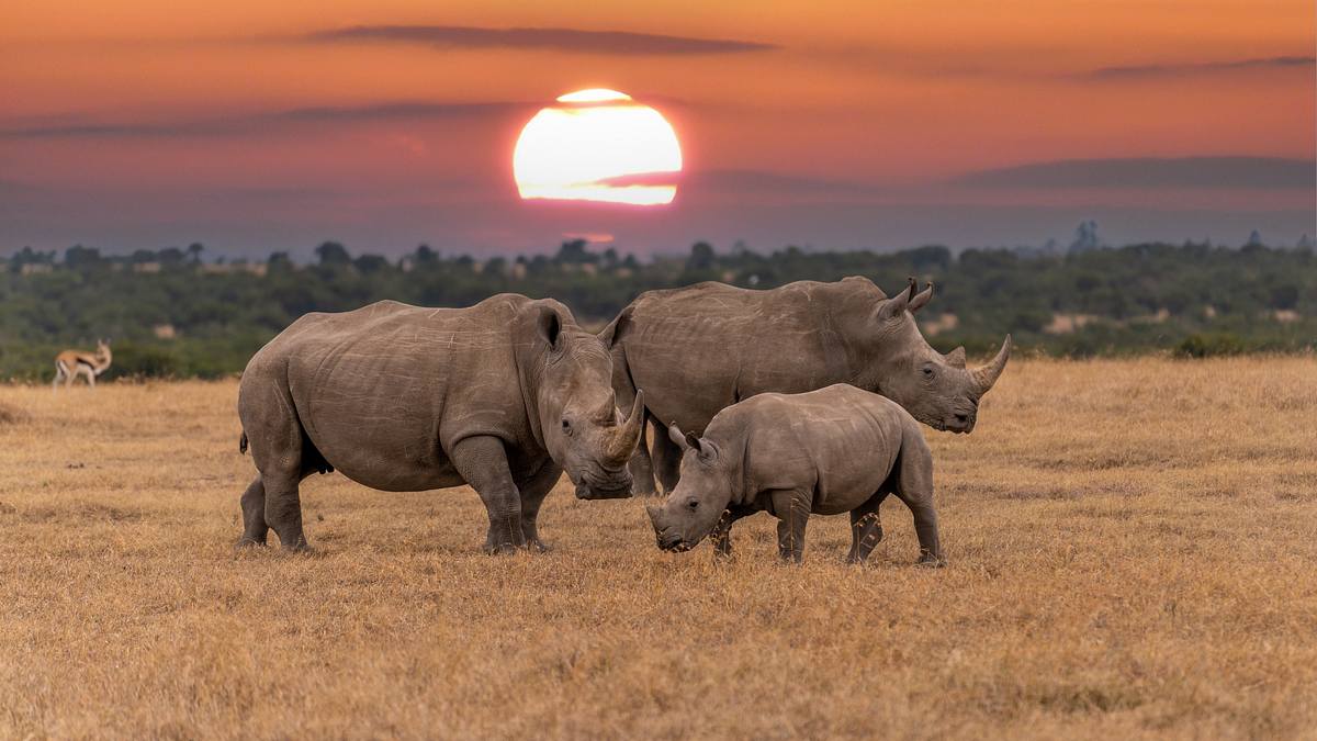 team wildlife südafrika