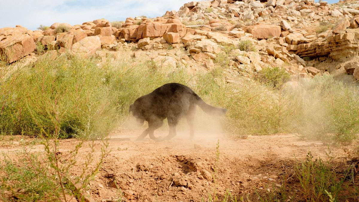 das geheimnis der skinwalker ranch