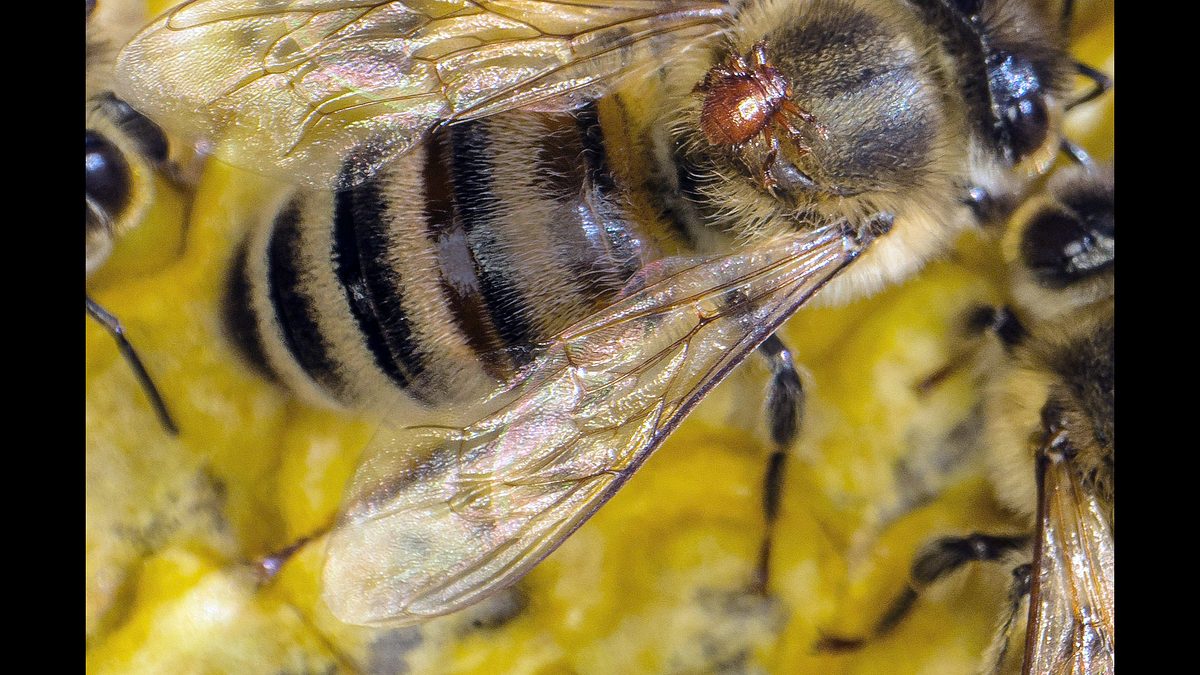 ziemlich wilde bienen