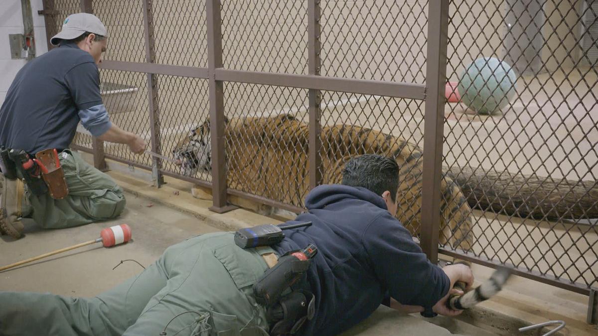 bronx zoo - tierpark der superlative