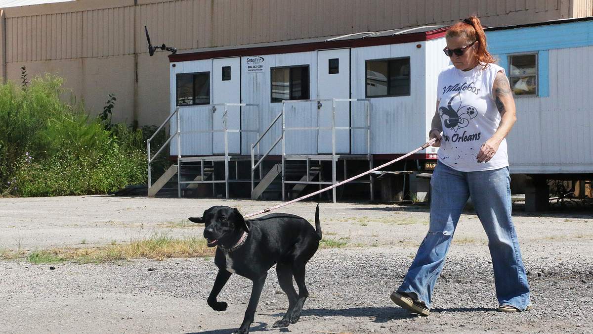 pitbulls auf bewährung