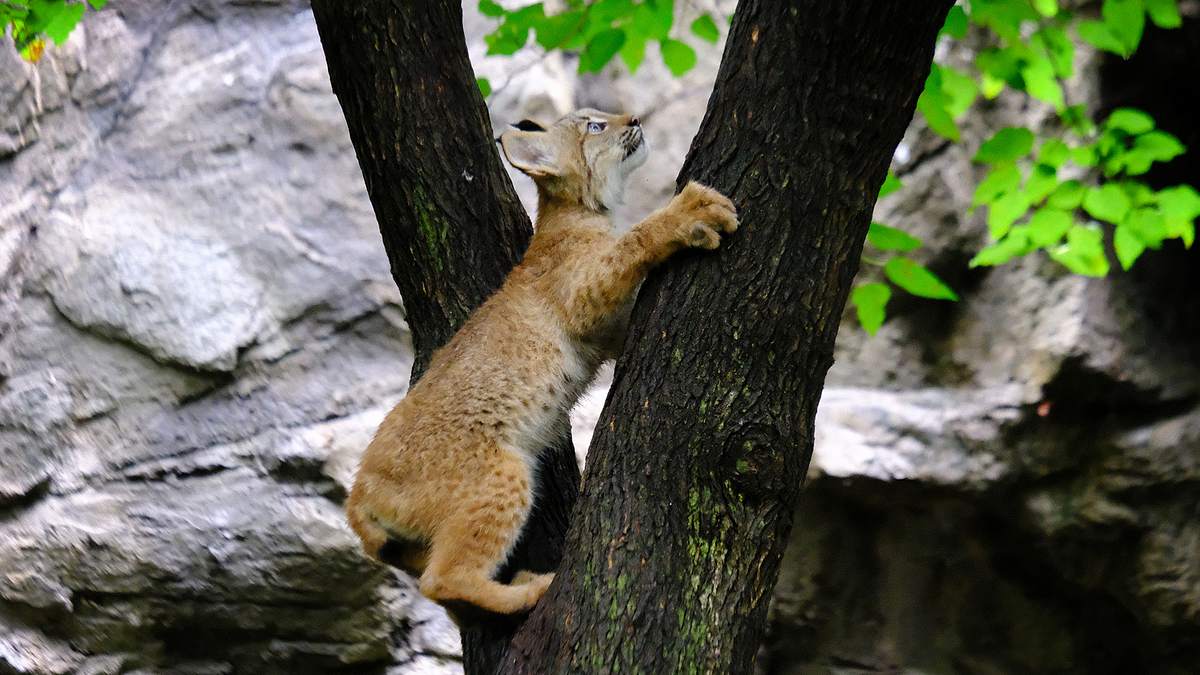 bronx zoo - tierpark der superlative