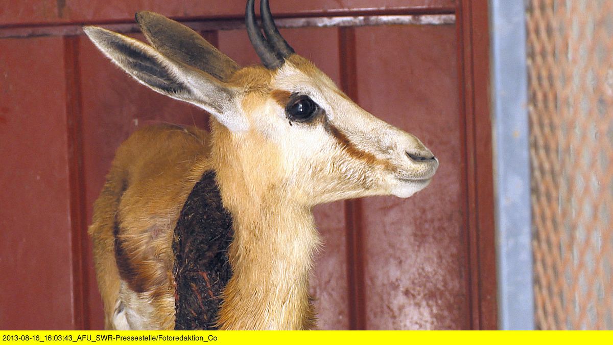 das waisenhaus für wilde tiere - abenteuer afrika