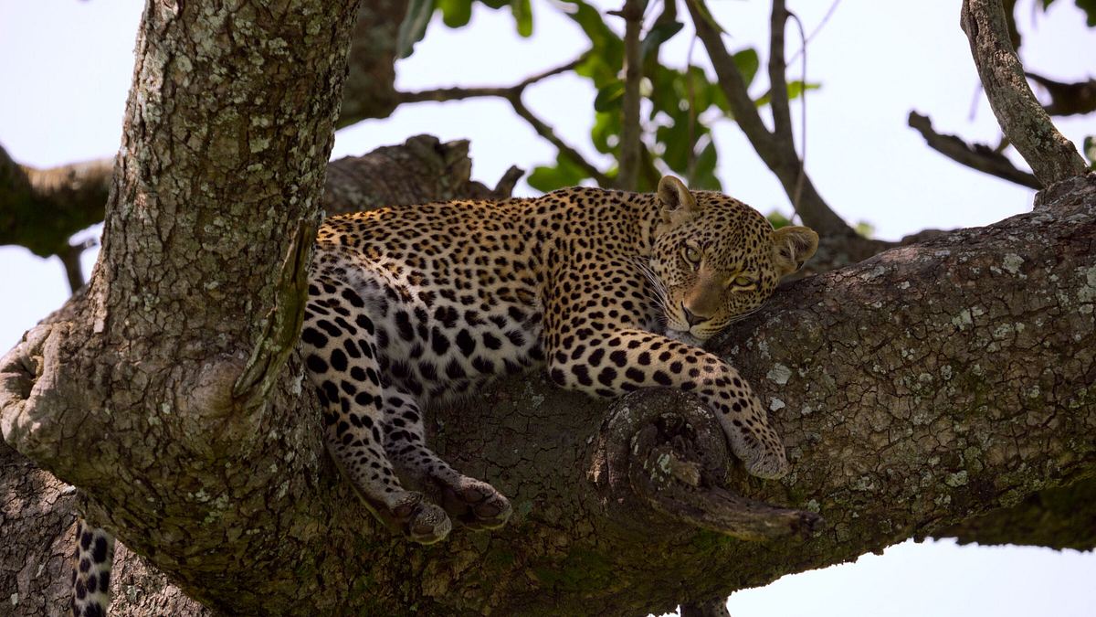 afrikas ikonen der tierwelt