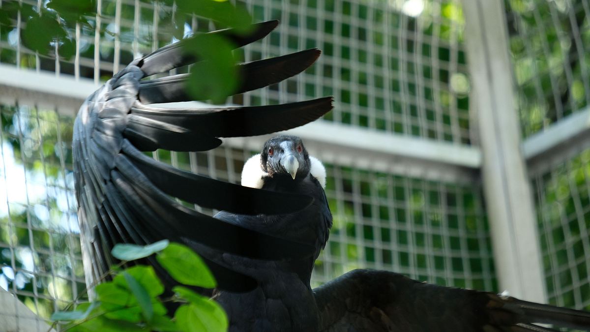 bronx zoo - tierpark der superlative