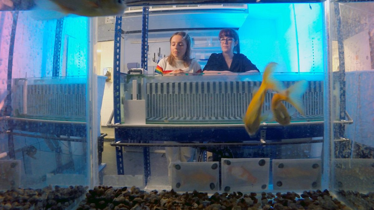 fische, schlauer als gedacht?
