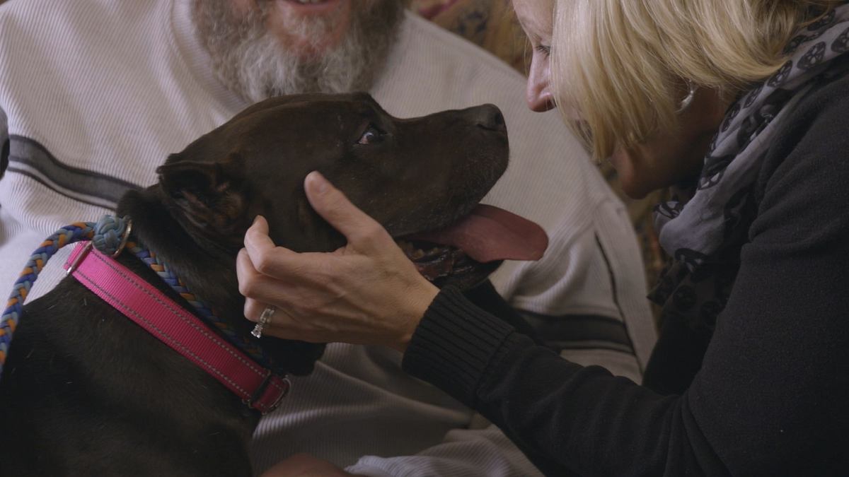 pitbulls auf bewährung