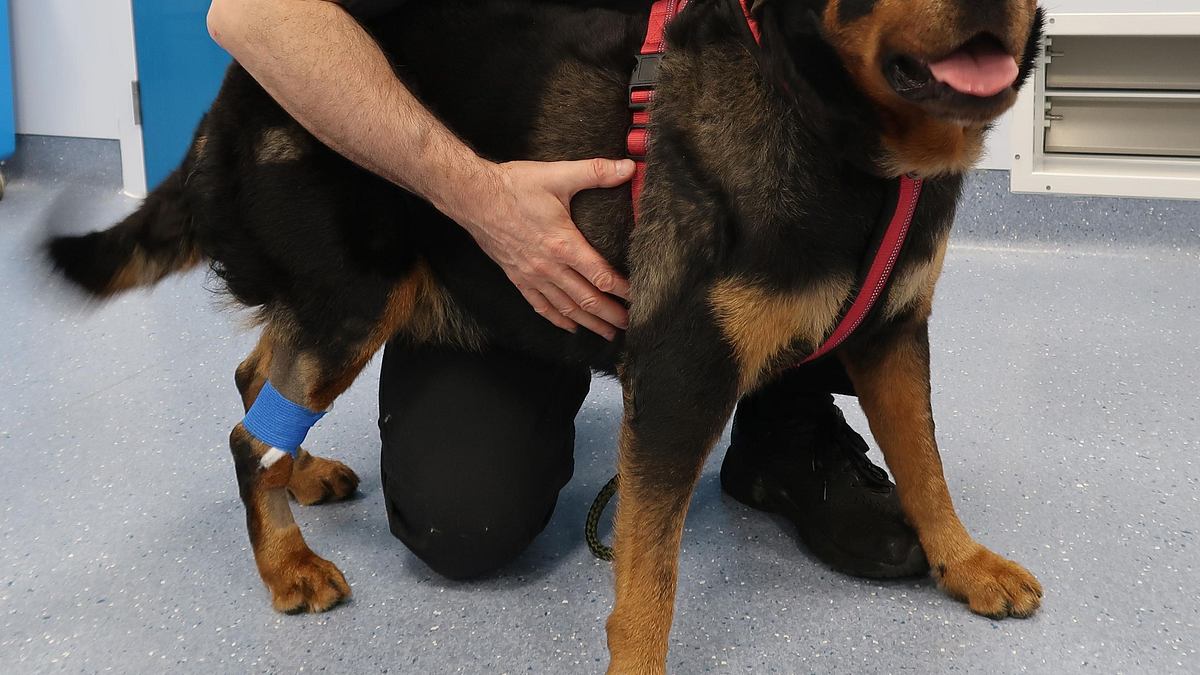 der super-doc - einsatz für 4 pfoten