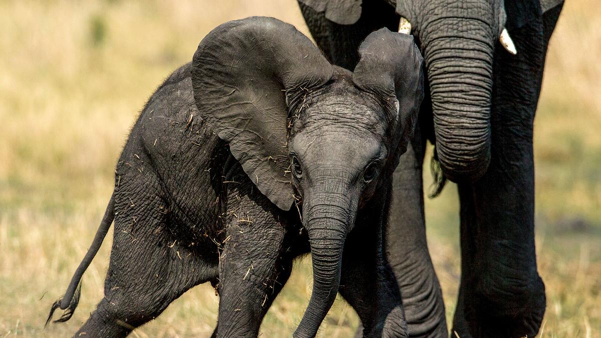 tierisch gute eltern