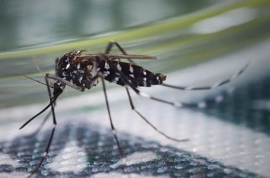 Globalisierung der Natur: Invasive Arten: Fluch oder Segen?