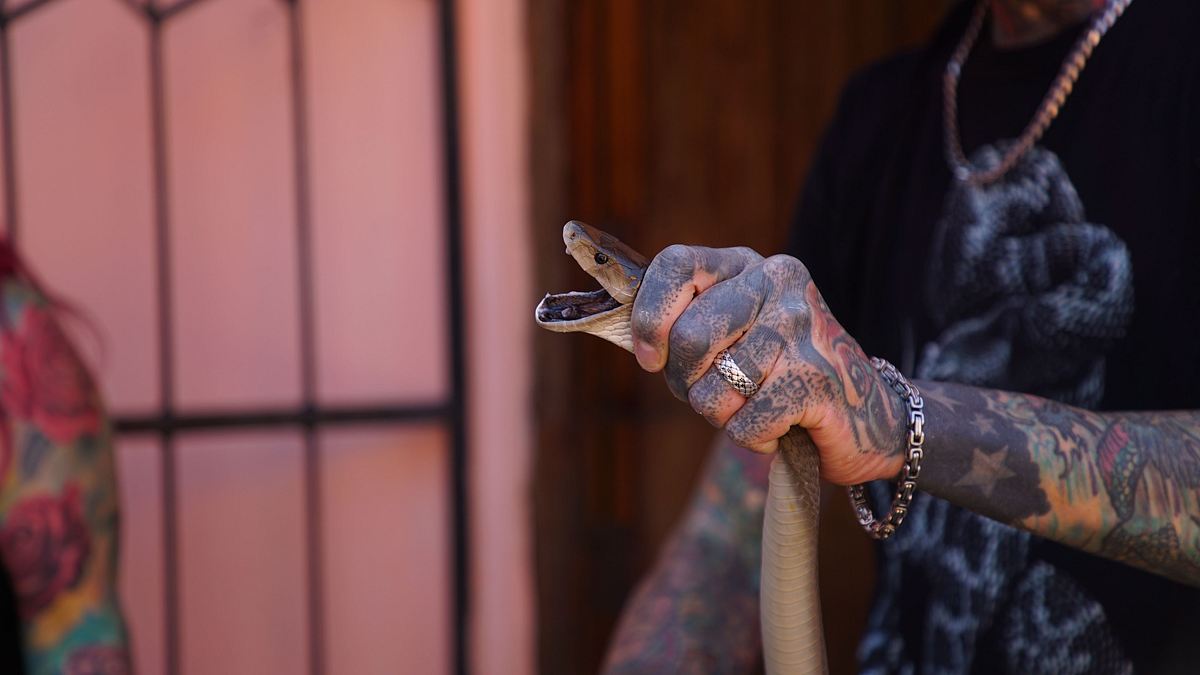 snakes in the city