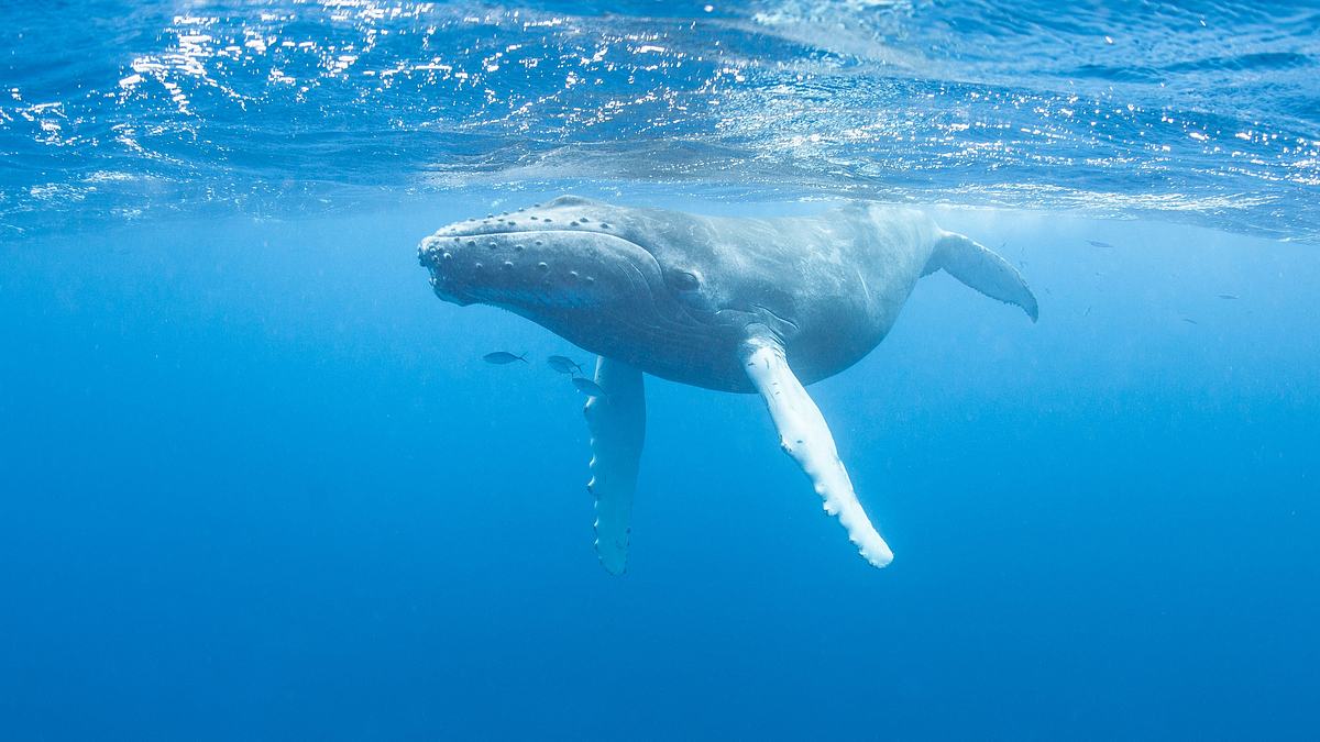 animal mysteries - unglaubliches tierverhalten