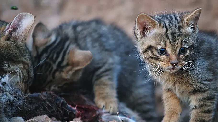 jäger und gejagte - die tierwelt der iberischen halbinsel