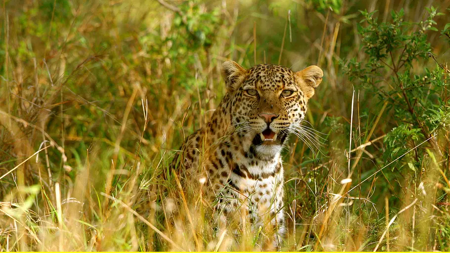 die leopardin