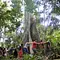 Apotheke Regenwald - Die magischen Pflanzen des Amazonas Thumbnail