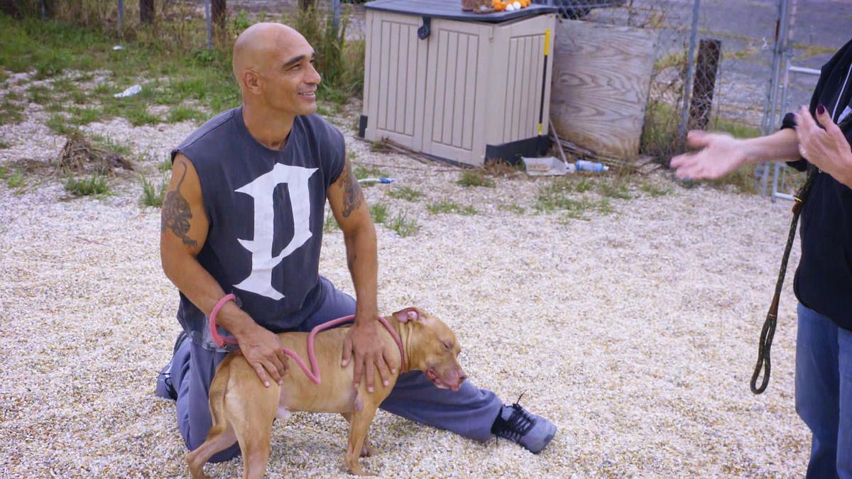 pitbulls auf bewährung