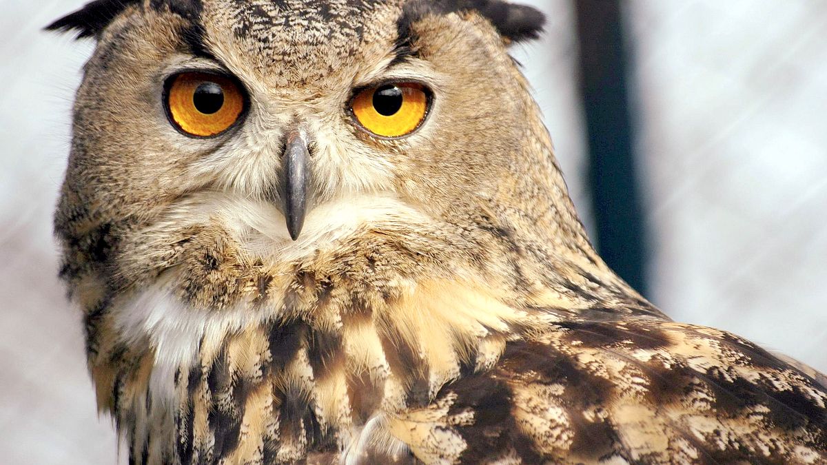 die zaubertricks der tiere
