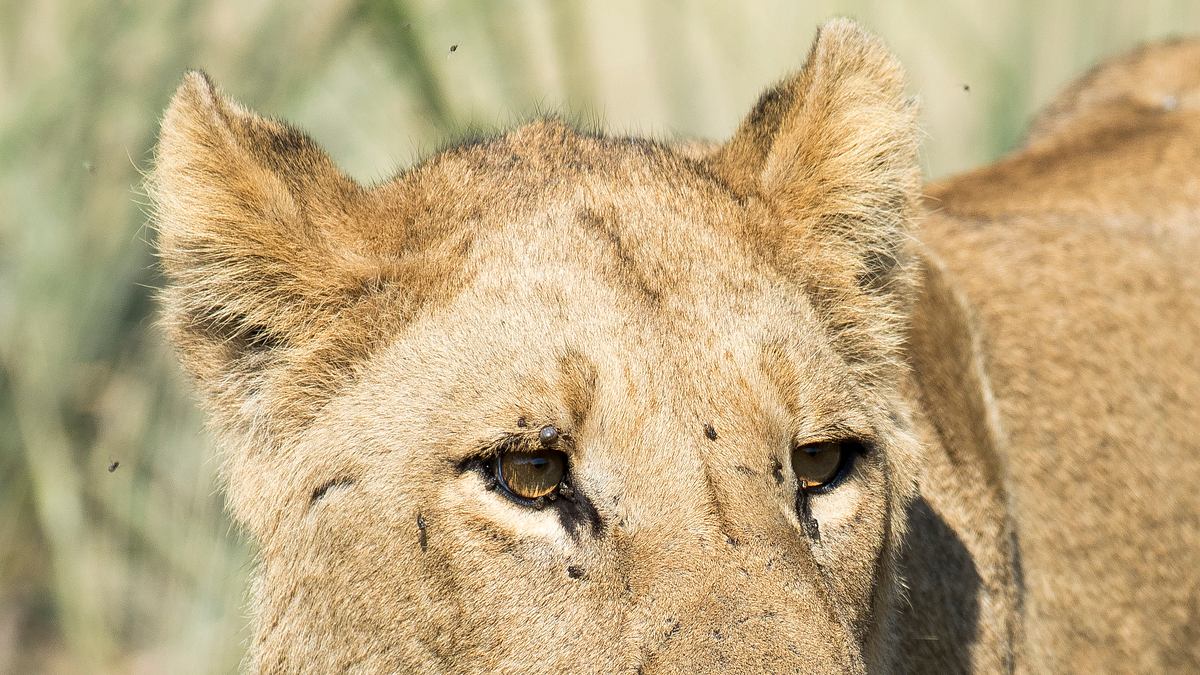 savage kingdom
