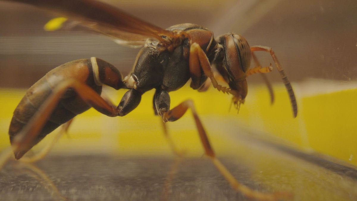 smarte insekten - wie winzige gehirne geniales leisten