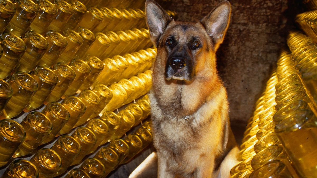 kommissar rex