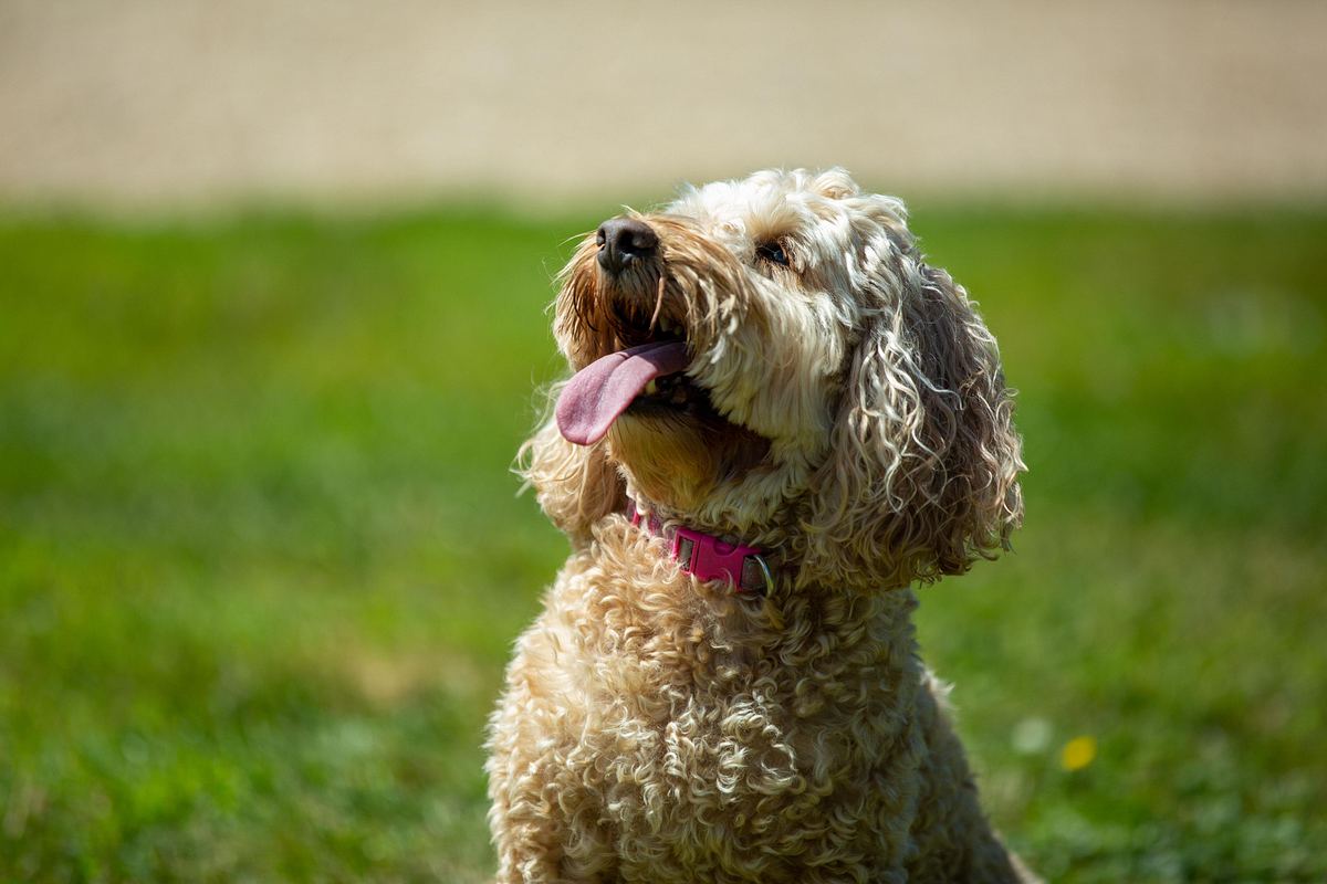 Unsere Hundeschule unsere hundeschule