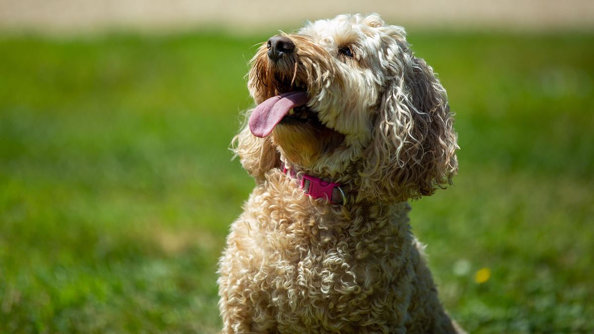 unsere hundeschule