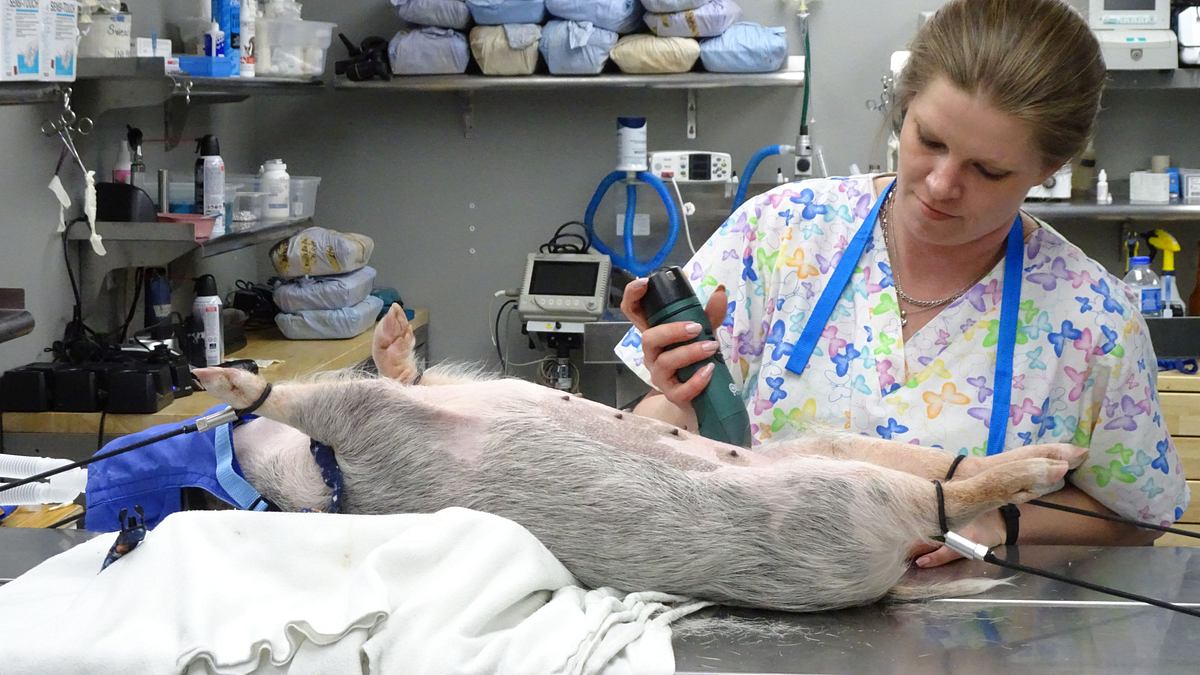 tierarzt dr. jeff