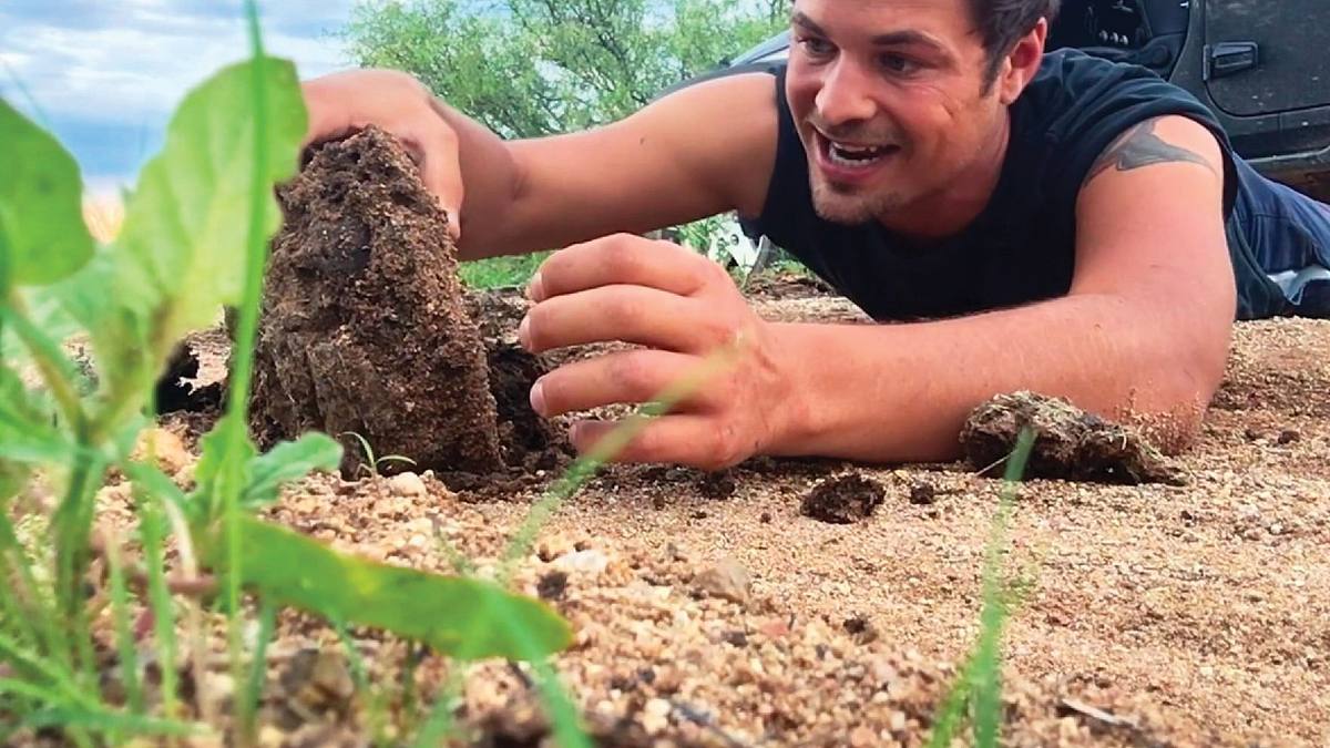 insekten entschlüsselt