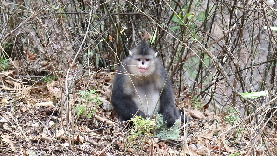 asiens geheime wildnis