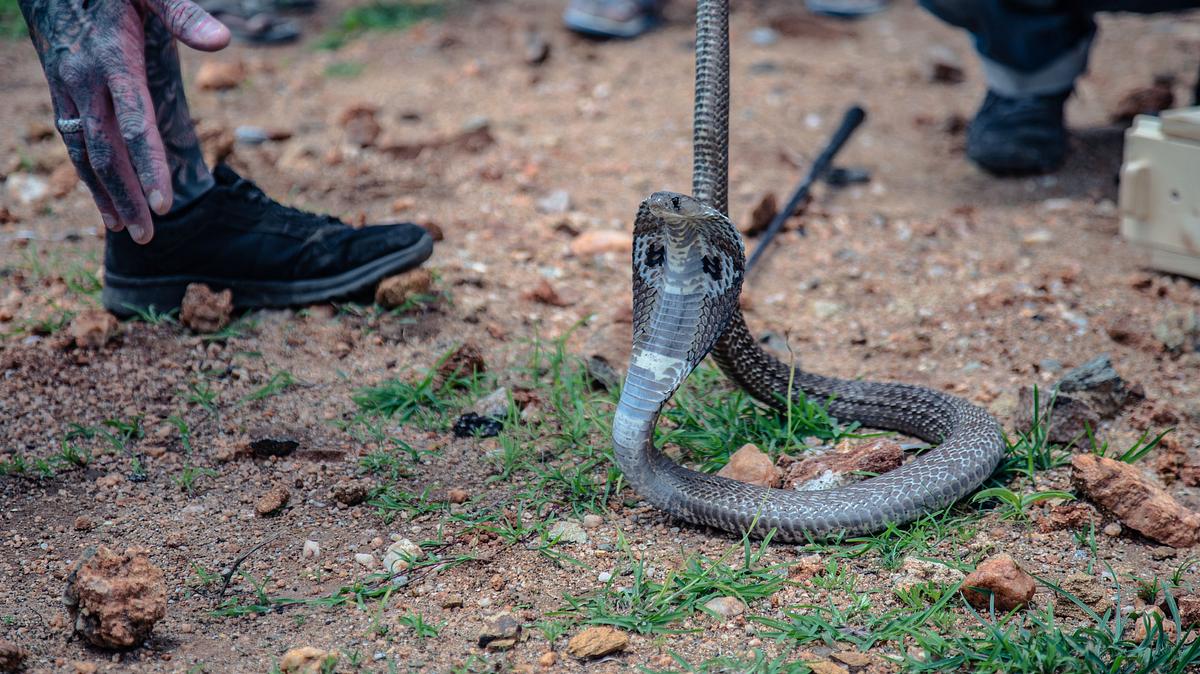 Snakes in the City snakes in the city