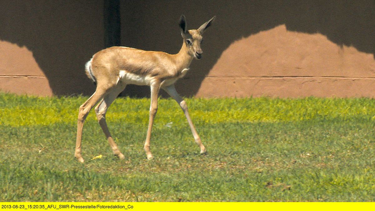 das waisenhaus für wilde tiere - abenteuer afrika