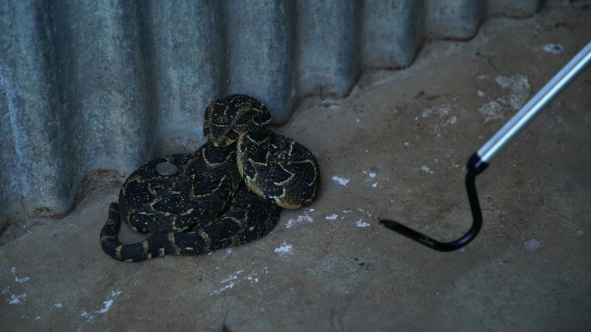 snakes in the city