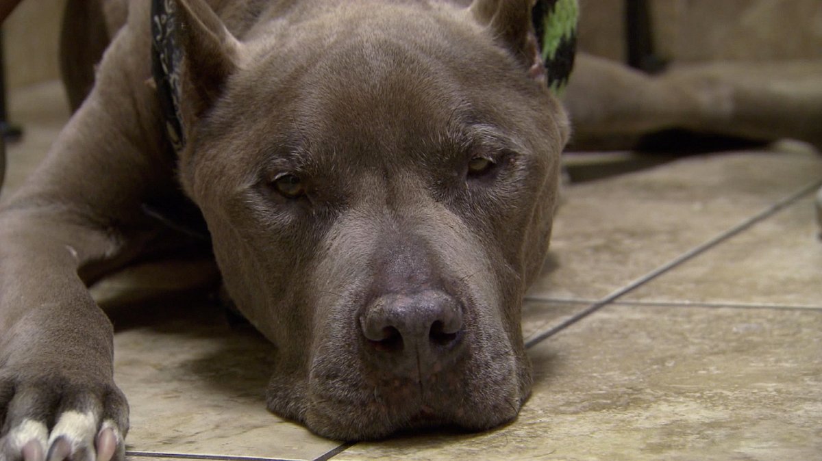 Pitbulls auf Bewährung pitbulls auf bewährung