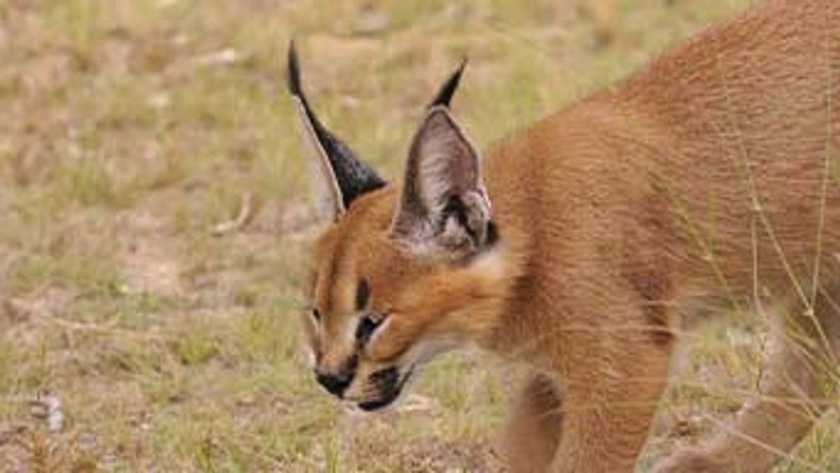 das waisenhaus für wilde tiere - abenteuer afrika