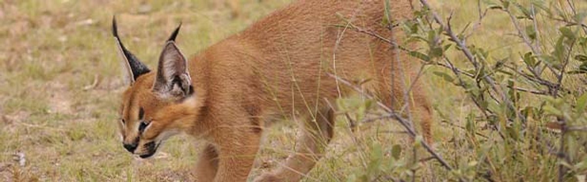 Das Waisenhaus für wilde Tiere - Abenteuer Afrika das waisenhaus für wilde tiere - abenteuer afrika