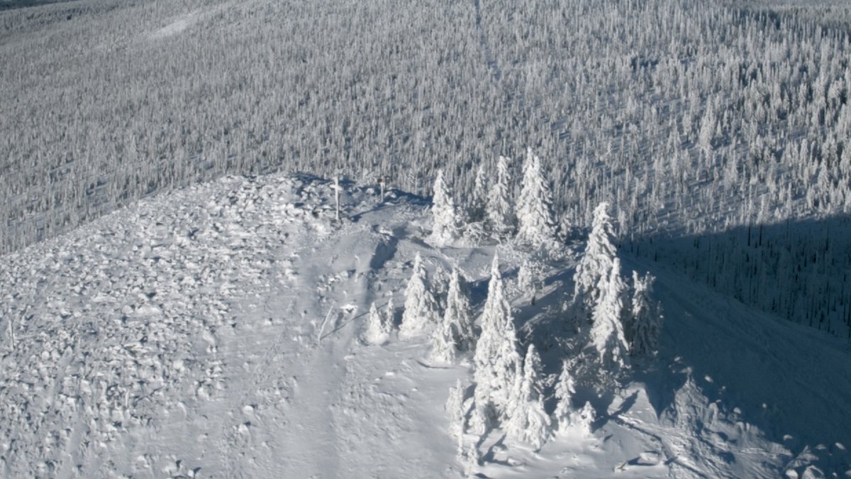 der wilde wald - natur natur sein lassen