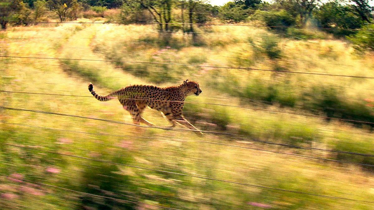 das waisenhaus für wilde tiere - abenteuer afrika