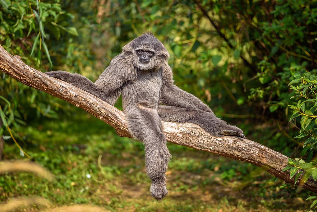asiens tierische freaks