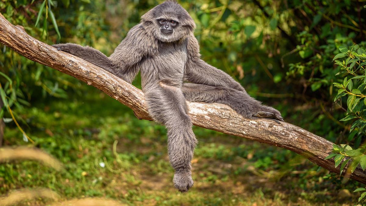 asiens tierische freaks